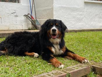 Hannah, Boyero De Berna