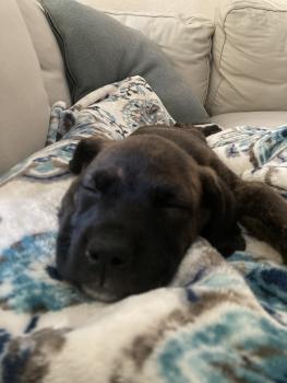 Honey, Cane Corso