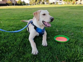 Bobby, Labrador Retriever