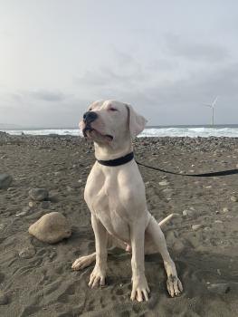 Thalos, Dogue Argentin