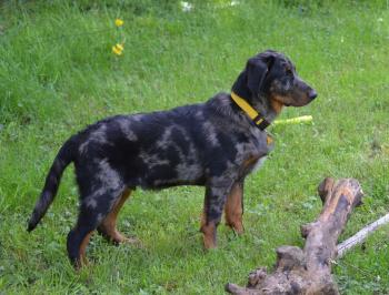 S Cendré, Beauceron