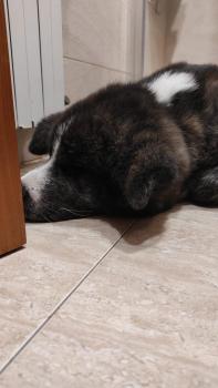 Neko, Akita Japonés