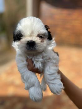 Peter, Shih Tzu