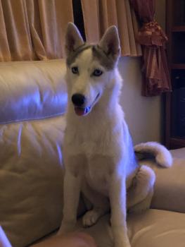 Alaska, Siberian Husky