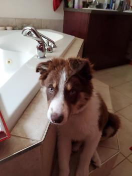 Paddington, Border Collie