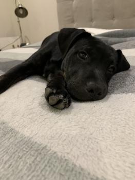 Loki, Staffordshire Bull Terrier