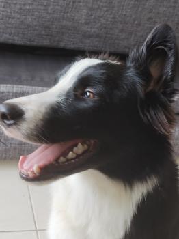 Lupin, Border Collie