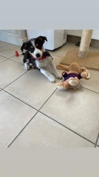 SOCRATE, Border Collie