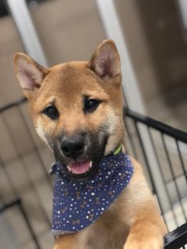 Simba, Shiba