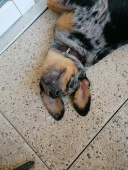 Popof, Beauceron