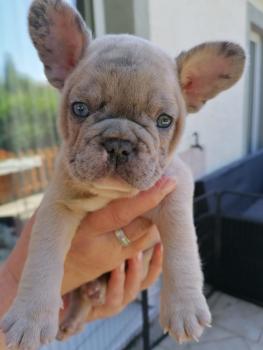 Jaxon, Bulldog Francés