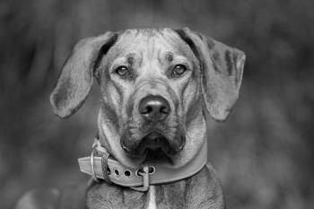 Yuna, Rhodesian Ridgeback