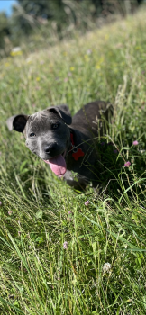 Gunna, Staffordshire Bull Terrier