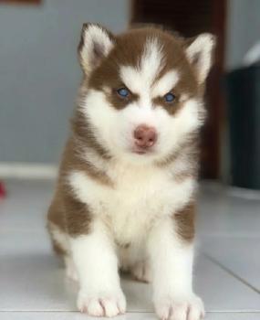 Barry, Siberian Husky