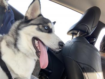 panda, Husky Siberiano