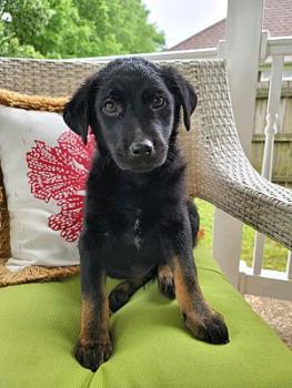 Teriyaki, Flat-Coated Retriever
