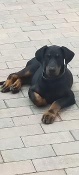Toso, Dobermann