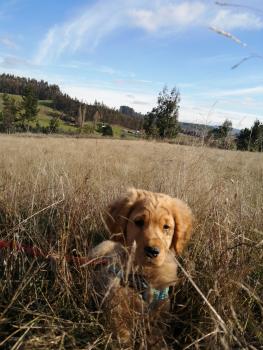 Max, Golden Retriever