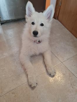 Nébula, Berger Blanc Suisse