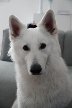 Cosmo, White swiss Shepherd Dog
