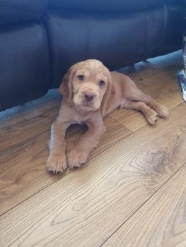 Murphy, Cocker Spaniel