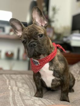 Doralice, Französische Bulldogge