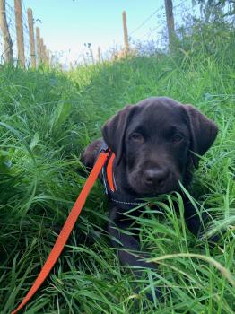 Sully, Labrador