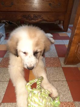 Saria, Montaña de los Pirineos