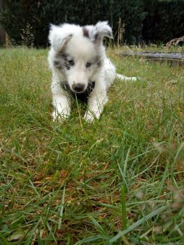 Jack, Pastor De Shetland