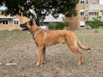 Loki, Pastor Belga Malinois