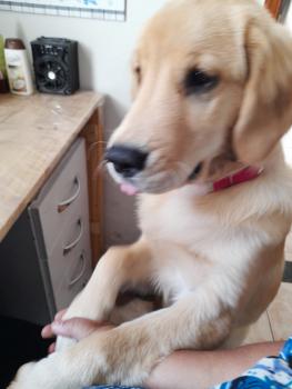 Mel, Golden Retriever