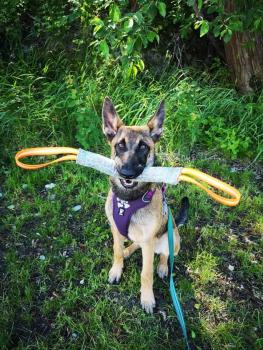 Minou, Pastor Belga Malinois