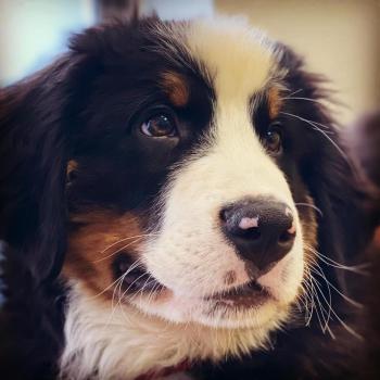 Athos, Bernese Cattle Dogs