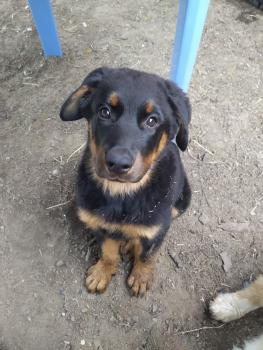 Nova, Beauceron
