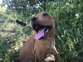 SevenEleven 7/11, Staffordshire Bull Terrier