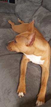 Ruby, American Staff