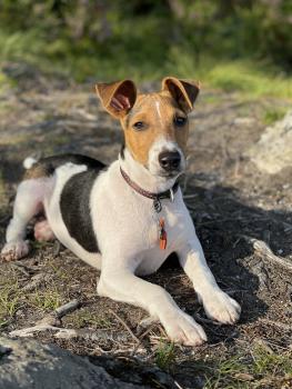 Rio, Jack Russell