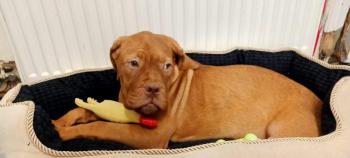 Izzie, Dogo De Burdeos