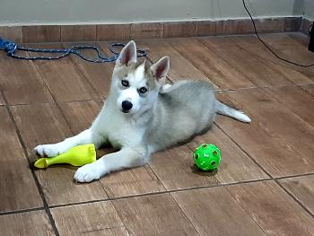 Billy, Siberian Husky