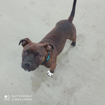 Sam, Staffordshire Bull Terrier