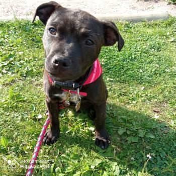 Shelby, Staffordshire Bull Terrier