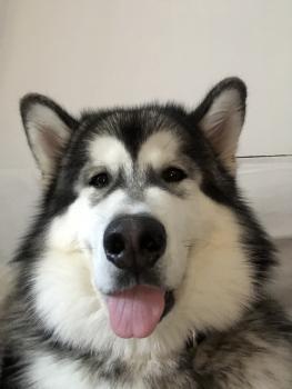 Tobias, Malamute