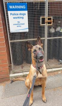 Storm, Berger Malinois