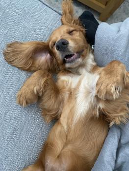 Rosie, Cocker Spaniel