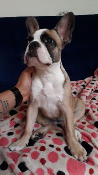 Bonnie, Bouledogue francese