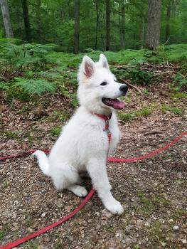 Snow, Berger Blanc Suisse