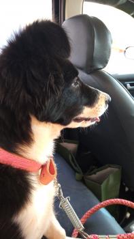 Zara, Border Collie