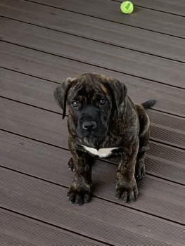 Szhia, Dogo Canario