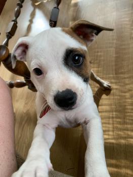 Scarlett, Staffordshire Bull Terrier