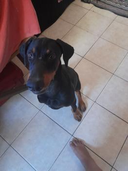 Tiger, Dobermann